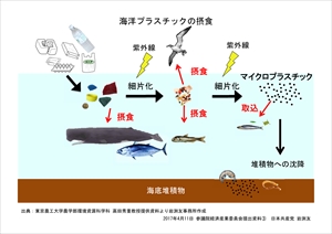 資料3：海洋プラスチックの摂食